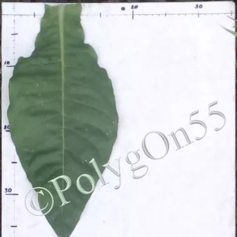 Табак Cuerna de Borrego лист