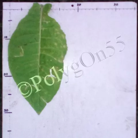 Kupchonos лист третьей ломки