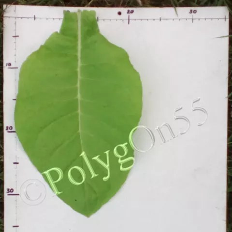 Kupchonos лист первой ломки