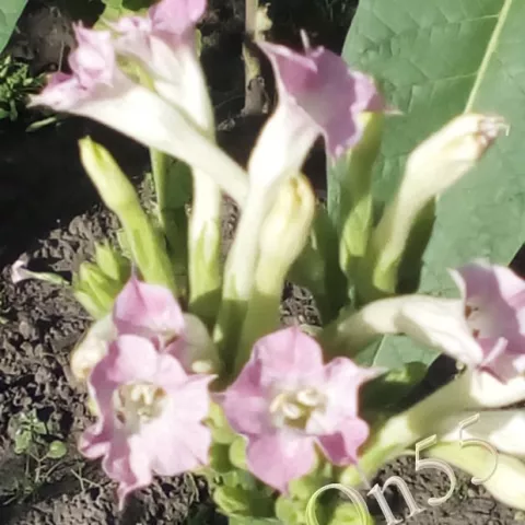 Табак Da-Chuan-Zin цвет