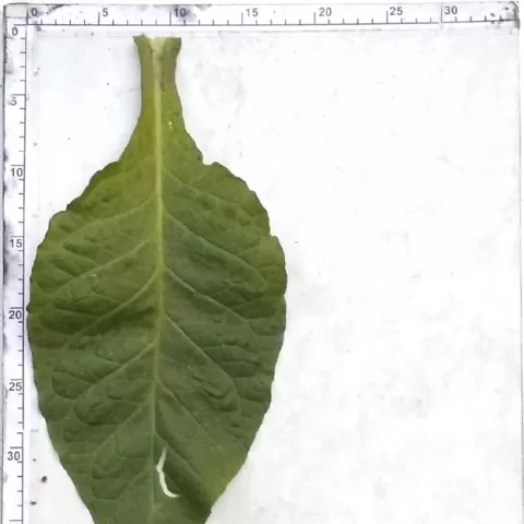 Dark Green Wood 504_l