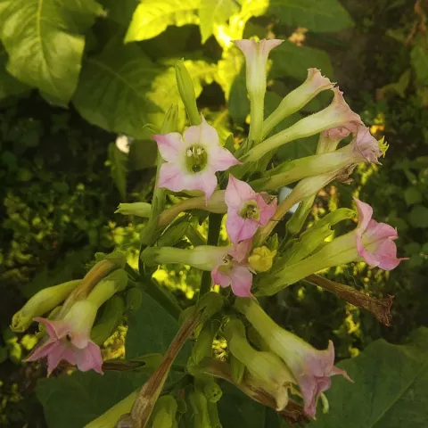 Dark Green Wood 504_fl