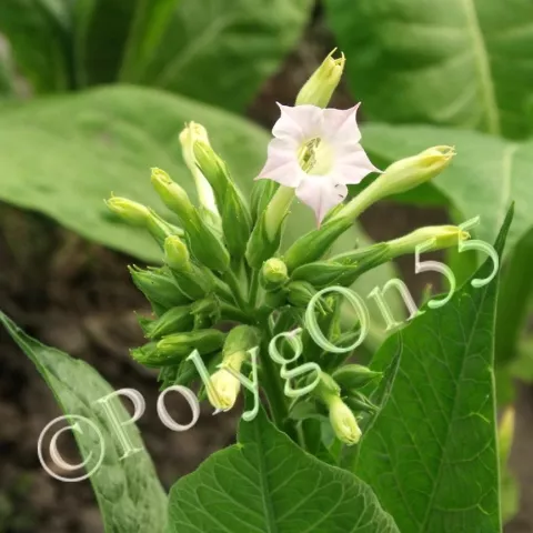 Дебреценский 15