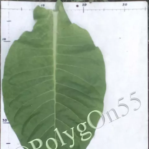 Табак Debreciner Bolsunov (Дебреценский Большунова) лист