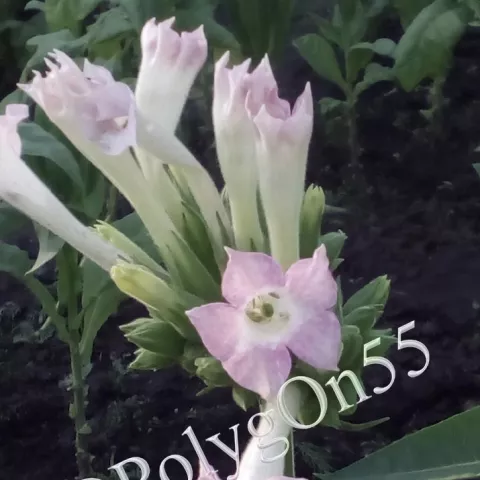 Табак Delhi 76 цвет