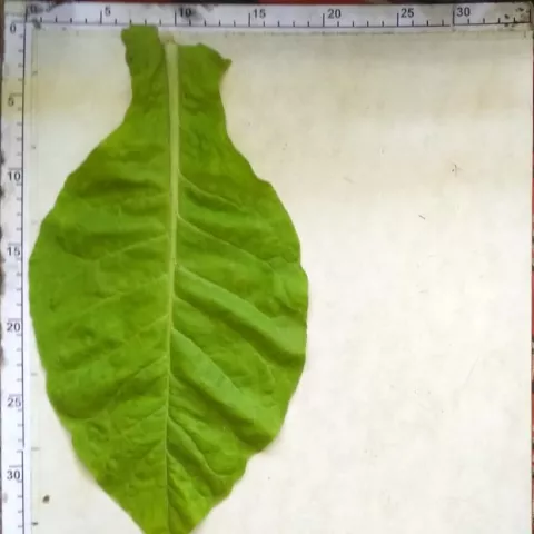 Dresdner Stamm Z89_l