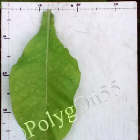 Dukane лист второй ломки