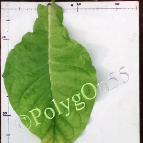 Dukane лист первой ломки