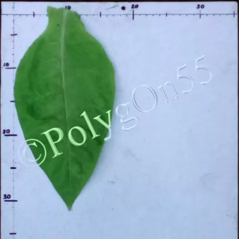 Дюбек лимонный лист