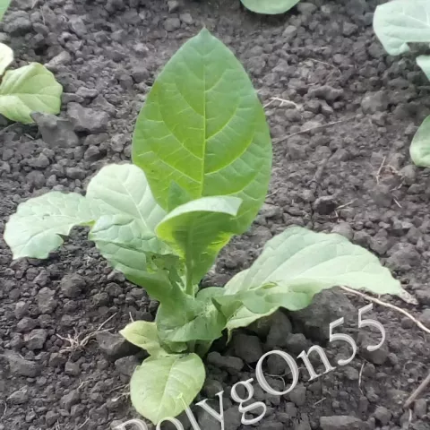 Табак Дюмар куст