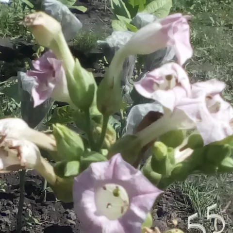 Табак Дюмар цвет