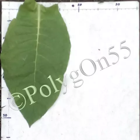 Табак Дюмар лист