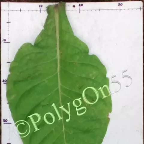 Eschly #1 лист первой ломки