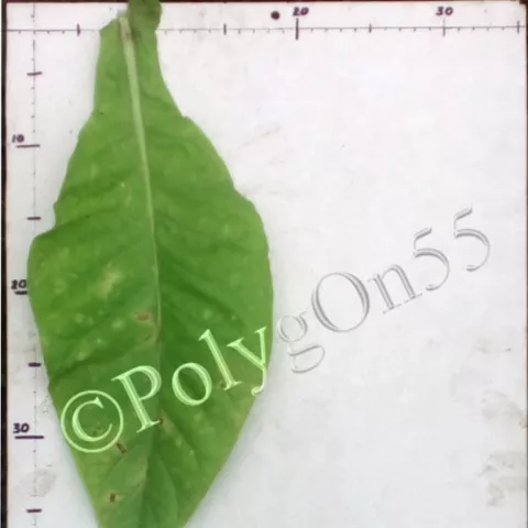 Eschly #1 лист второй ломки