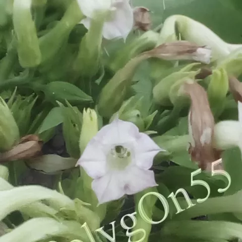 Табак Эрзерум (Erzerum) цвет