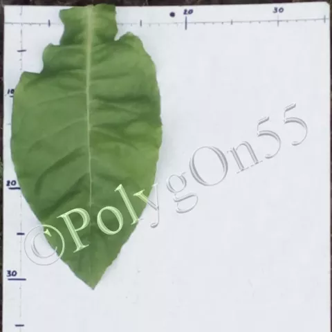 Табак Эрзерум (Erzerum) лист