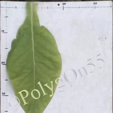 Табак F 212 лист