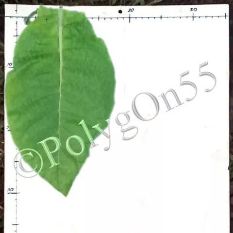 Герцеговина