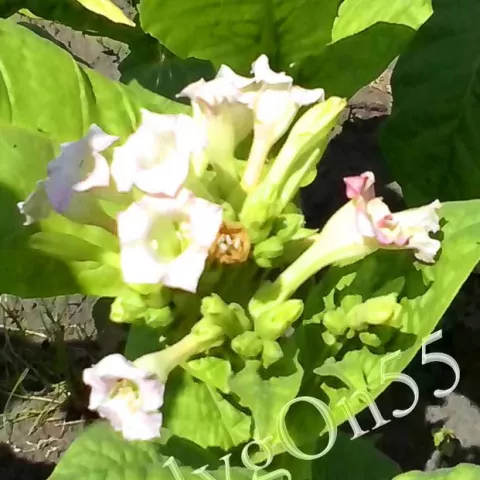 Герцеговина