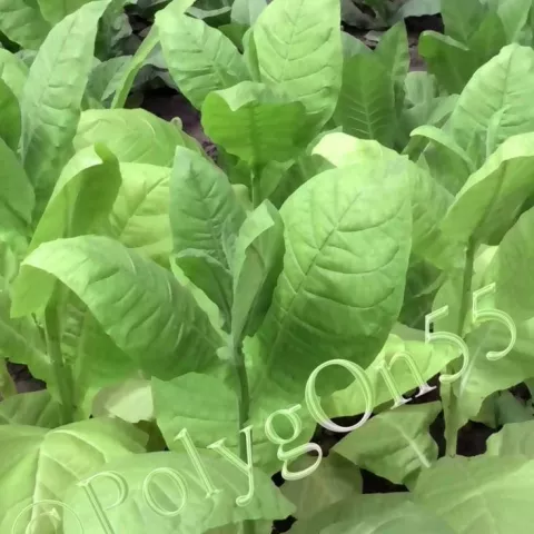 Герцеговина Флор