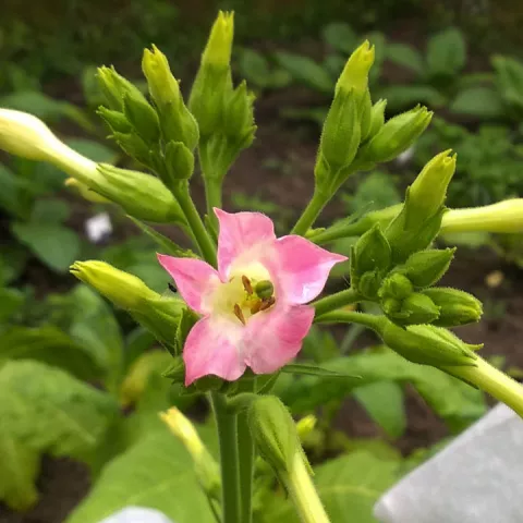 Geudertheimer VII_fl