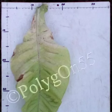 GL 737 лист второй ломки