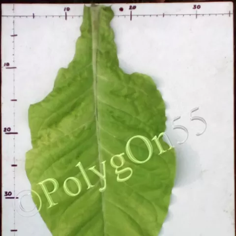 GL 737 лист первой ломки