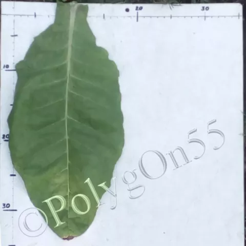 Табак Glessnor лист