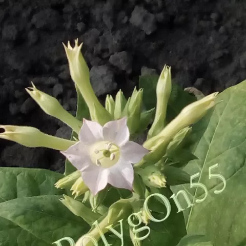 Табак Gliński цвет