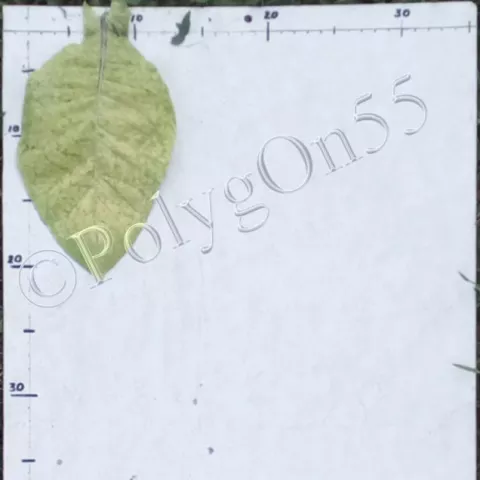 Табак Gliński лист