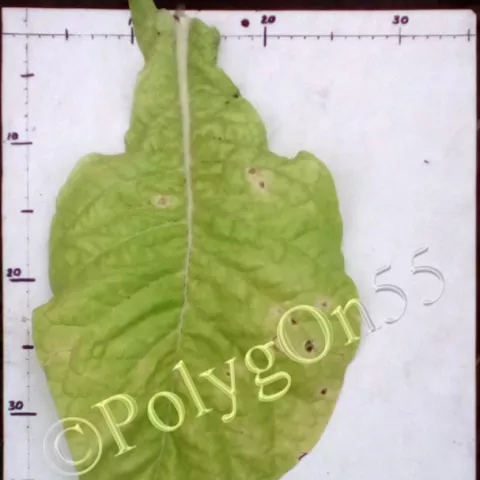 Greeneville 107 лист второй ломки