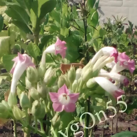 Greeneville 107 цвет