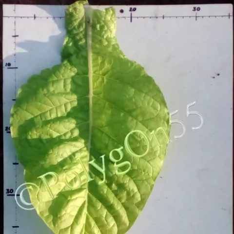 Greeneville 107 лист первой ломки