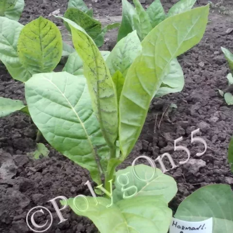 Harmanliiska Basma 163