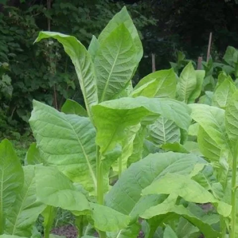 Harmanliiska Basma 163