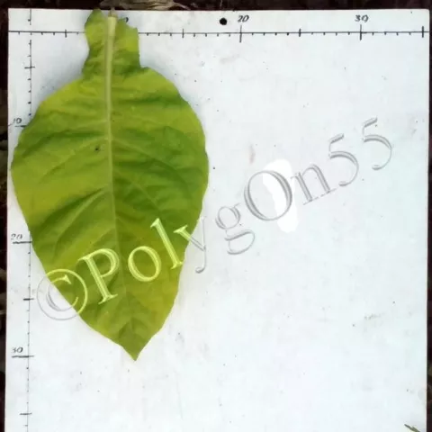 Harmanliiska Basma 163