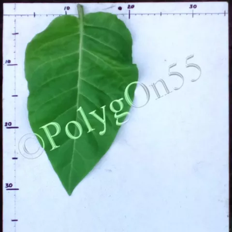 Haronova лист первой ломки