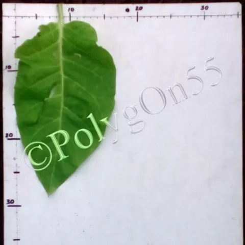 Haronova лист второй ломки