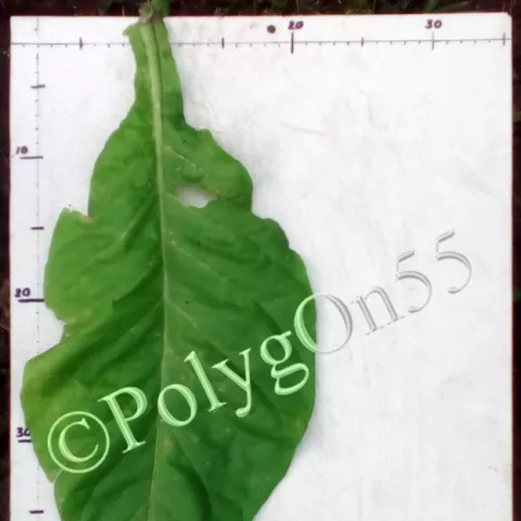 Hastings лист второй ломки