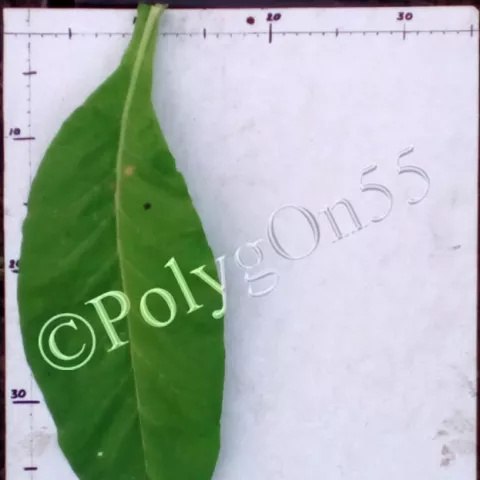 Hastings лист третьей ломки