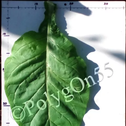 Hastings лист первой ломки