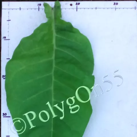 Havana/ H лист второй ломки