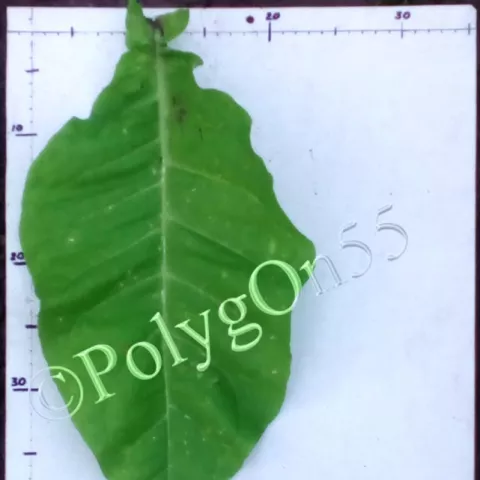 Havana/ H лист третьей ломки