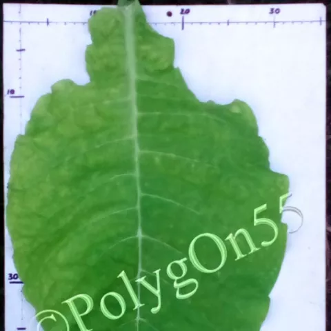 Havana Z992 лист второй ломки