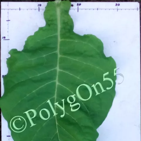 Havana Z992 лист третьей ломки