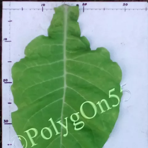 Havana Z992 лист первой ломки