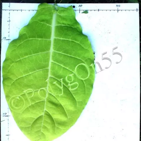 Херсонский 7