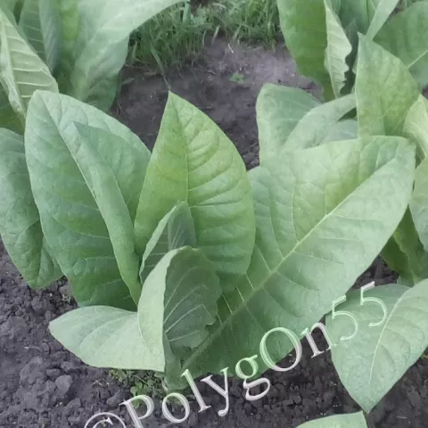 Табак Holbein куст