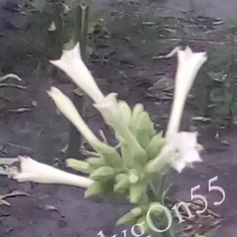 Табак Holbein цвет