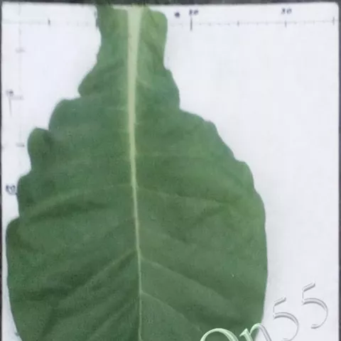 Табак Holbein лист